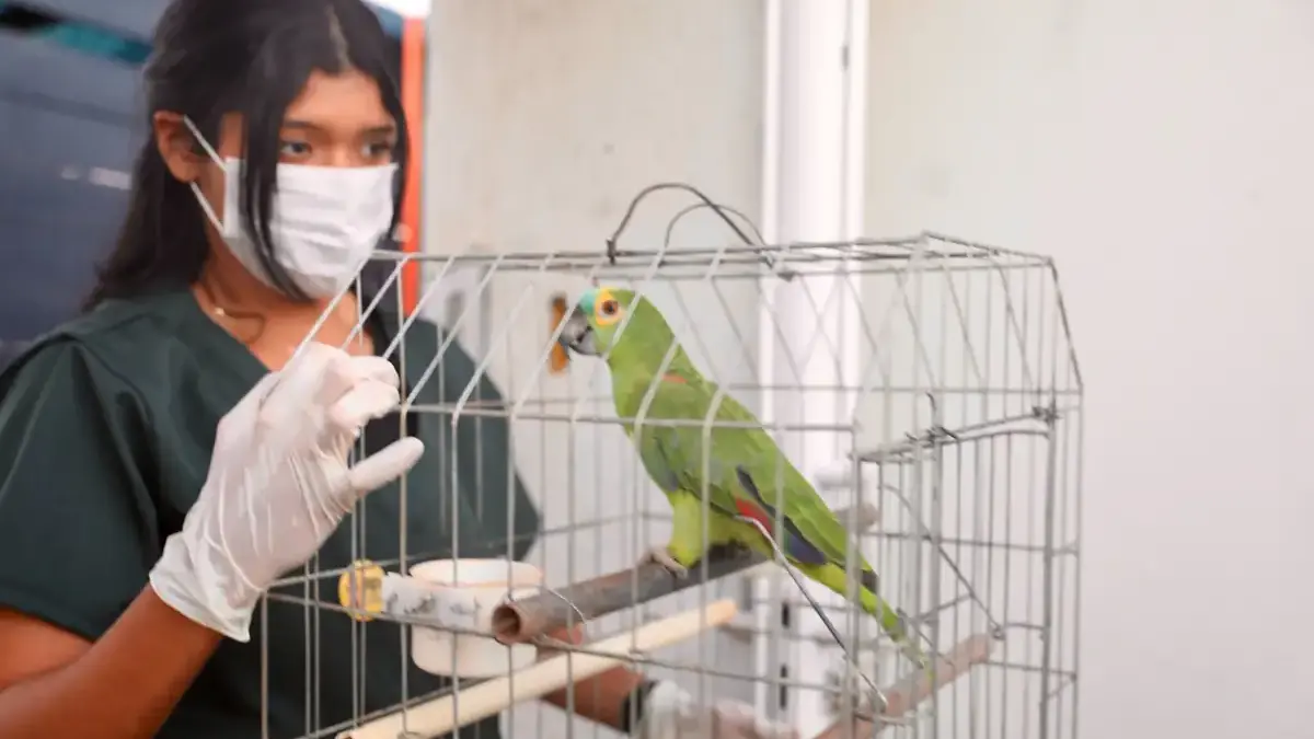 veterinária com papagaio