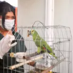 FPI no Oeste baiano: Inema une fiscalização e educação para proteger fauna silvestre