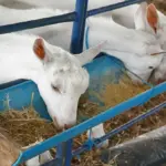Centro de Comercialização de Animais é entregue em Remanso para impulsionar caprinocultura