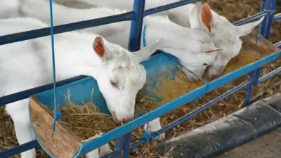 Centro de Comercialização de Animais é entregue em Remanso para impulsionar caprinocultura