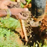 Ambientaliza Salvador: 20 dias de ações sustentáveis começam na segunda (25)