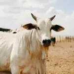 União Europeia veta carne brasileira a partir de setembro; entenda o motivo