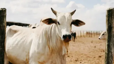 União Europeia veta carne brasileira a partir de setembro; entenda o motivo