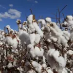 ISO 9001 na ADAB: certificação impulsiona agropecuária e reduz desigualdade na Bahia
