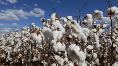 ISO 9001 na ADAB: certificação impulsiona agropecuária e reduz desigualdade na Bahia