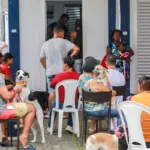 Castração gratuita em Salvador reduz abandono de animais e previne doenças