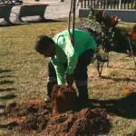 Orla de Salvador ganha 100 mudas de árvores em Amaralina e Pituaçu nesta semana