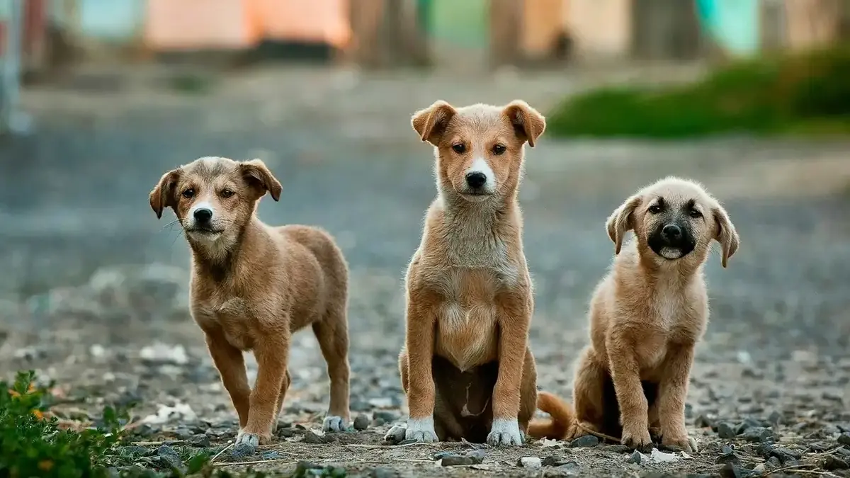 Cachorro abandonado em rua de Salvador, com olhar triste, cercado por lixo e sujeira, representando crime de maus-tratos.