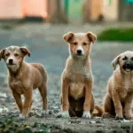 Abandono de animais em Salvador: 300 denúncias por ano e pena de até 5 anos
