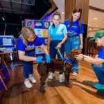 Lauro de Freitas vacina mais de 5 mil animais e ganha ponto fixo de imunização no Parque Shopping Bahia