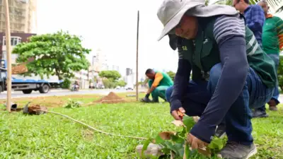 Salvador replanta 100 mudas na Avenida Magalhães Neto após perdas na orla
