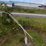Vandalismo destrói árvores do Projeto Arboriza Lauro no Centro da cidade