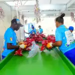 Salvador recebe Menção Especial da OEA por Carnaval Sustentável